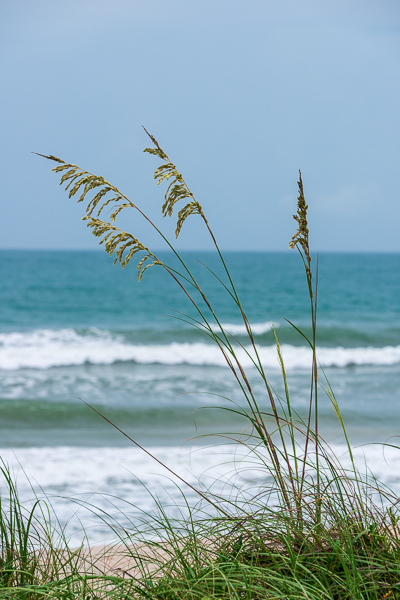 Aqua;Beach;Blue;Botanical;Calm;Coast;Coastline;Florida;Healing;Health care;Healthcare;Nature;Ocean;Pastoral;Plant;Sand;Sea;Sea Oats;Seascape;Seed Head;Sunlight;Sunshine;Tan;United States;Water;Waterscape;Waves;beach;beaches;botanicals;coast;coastline;green;oneness;peaceful;plant;plants;restful;sea;serene;shore;shoreline;soothing;sunlit;tranquil;zen